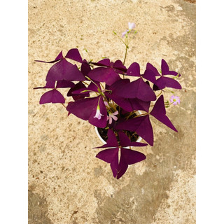Chậu bướm đêm- Red butterfly Wing