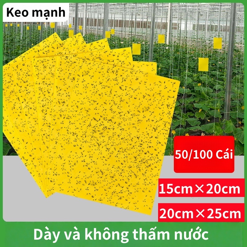 50/100 cái Miếng Dán Ruồi Vàng,Dán Ruồi Vàng,Ruồi Vàng Hai Mặt Miếng Dán Bẫy,Dùng Dụ Ruồi Vàng,Miếng Dán Bẫy Diệt Côn