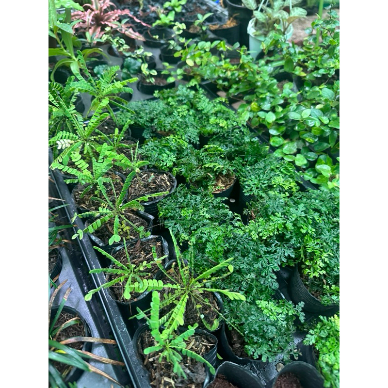 duong xỉ châu phi mini setup bể Terrarium,bán cạn