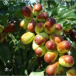 Cây táo tàu ( hồng táo) -cây choai bầu bát siêu khỏe cho trái sớm, cây trồng chậu, ban công phù hợp với không gian nhỏ