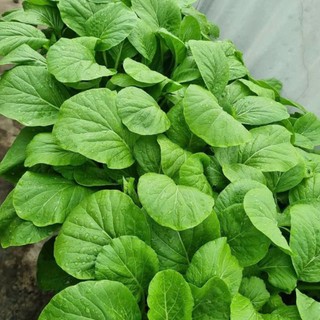 Hạt giống Cải Ngọt Cao Sản - Giòn Ngọt, Năng Suất Cao, Dễ Trồng Hàng CTY