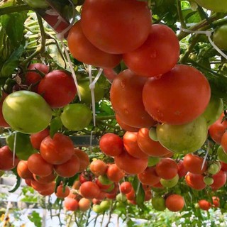 100 Hạt Giống Cà Chua Bạch Tuộc Cao Sản - Hoa Đẹp, Quả Lạ, Năng Suất Cao Hàng CTY