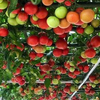 100 Hạt Giống Cà Chua Bạch Tuộc Cao Sản - Hoa Đẹp, Quả Lạ, Năng Suất Cao Hàng CTY