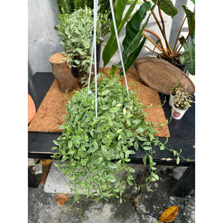Cây Lan Hạt Dưa chậu treo