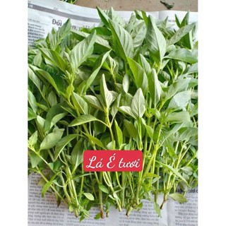 1KG LÁ É TƯƠI - RAU LỦI - RỪNG TÂY NINH