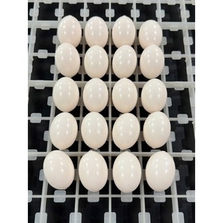 Trứng Giả Chim Bồ Câu Siêu Thật-- Trứng Nước Hồng Chim Bồ Câu – Nhựa Chất Lượng Cao