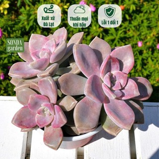  Sen đá hồng mập SONDA GARDEN size trung bình 10-12cm cây cảnh trang trí nhà cửa lỗi 1 đổi 1 