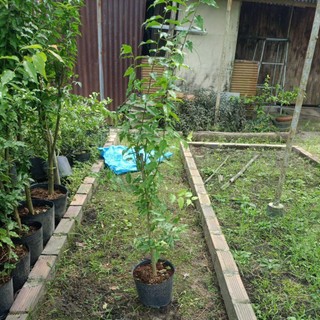 Cây hồng quân loại lớn, cây thực sinh