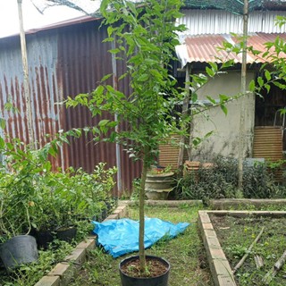 Cây hồng quân loại lớn, cây thực sinh