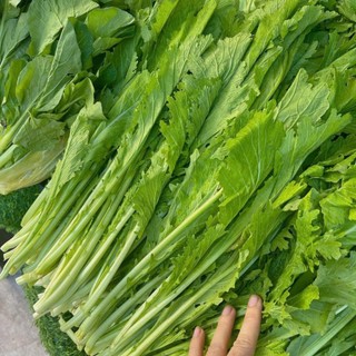 Hạt Giống Rau Cải Mèo Đặc Sản Tây Bắc 10g khoảng 4000 hạt – Ngon Giòn Ngọt Dễ Trồng – Nảy Mầm Cao