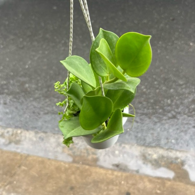 Cẩm Cù Lá Xếp