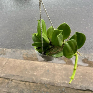 Cẩm Cù Lá Xếp