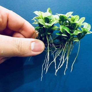 Dung dịch Grow Fast kích rễ siêu tốt cho cây thủy sinh - 30ml