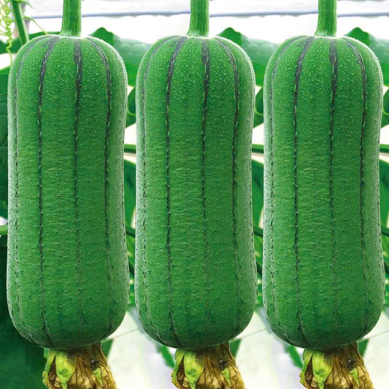 Hạt Giống Mướp Hương Trái Ngắn – Nhanh Thu Trái, Mùi Thơm Tự Nhiên