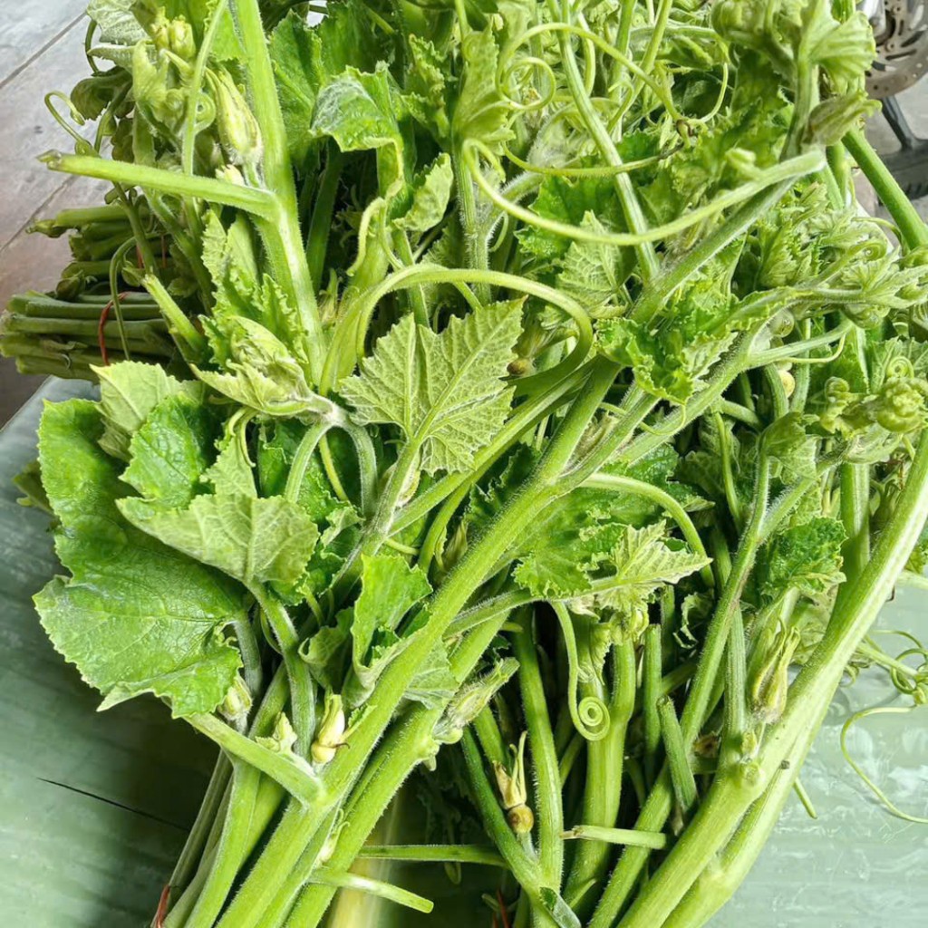 Hạt Giống Bí Siêu Ngọn – Thu Ngọn Liên Tục, Năng Suất Vượt Trội