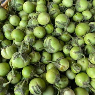 Hạt Giống Cà Pháo Xanh  – Quả Béo Tròn, Giòn Ngọt, Dễ Trồng