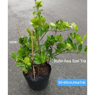 (VHST giao trong ngày) Cây CHANH GIẤY Bến Tre đang hoa.