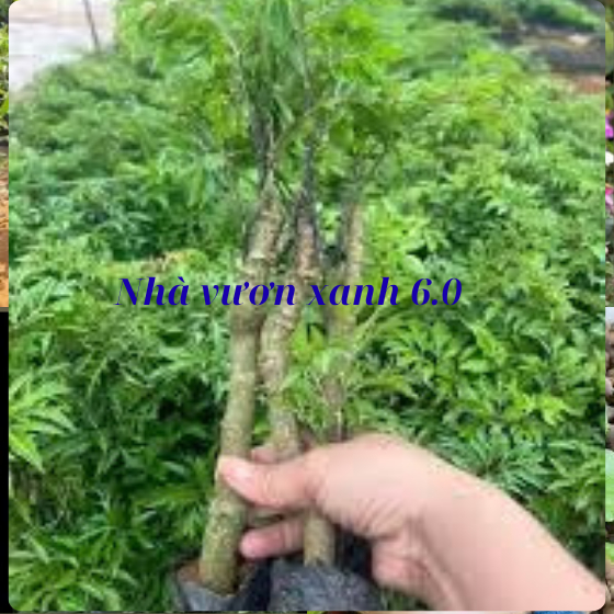 Com bo 10 cây giống đinh lăng ta lá nếp( đinh lăng lá nhỏ)