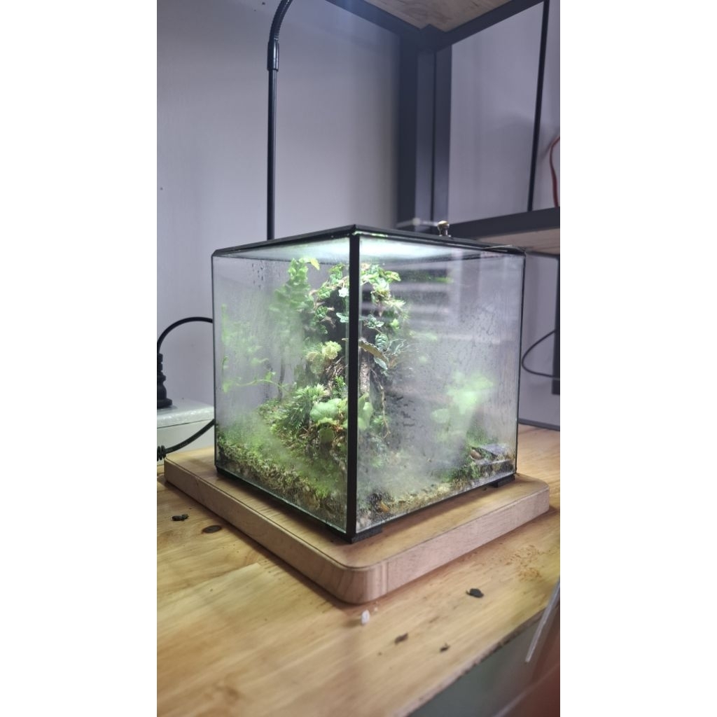 Bể kính terrarium cubic 10x10