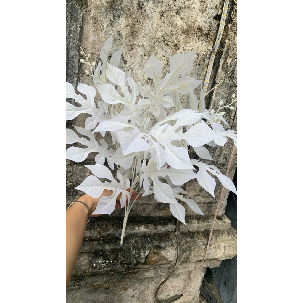 Cụm lá đu đủ cao 40cm