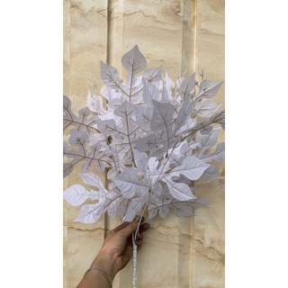 Cụm lá đu đủ cao 40cm