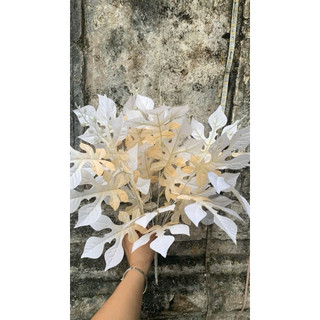 Cụm lá đu đủ cao 40cm
