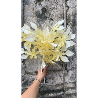 Cụm lá đu đủ cao 40cm