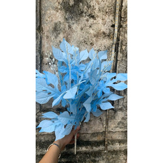 Cụm lá đu đủ cao 40cm