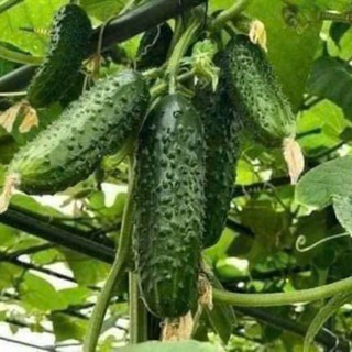 Hạt Giống Dưa Chuột Chùm – Hàng Công Ty Chất Lượng Cao