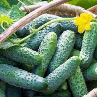 Hạt Giống Dưa Chuột Chùm – Hàng Công Ty Chất Lượng Cao