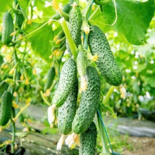 Hạt Giống Dưa Chuột Chùm – Hàng Công Ty Chất Lượng Cao