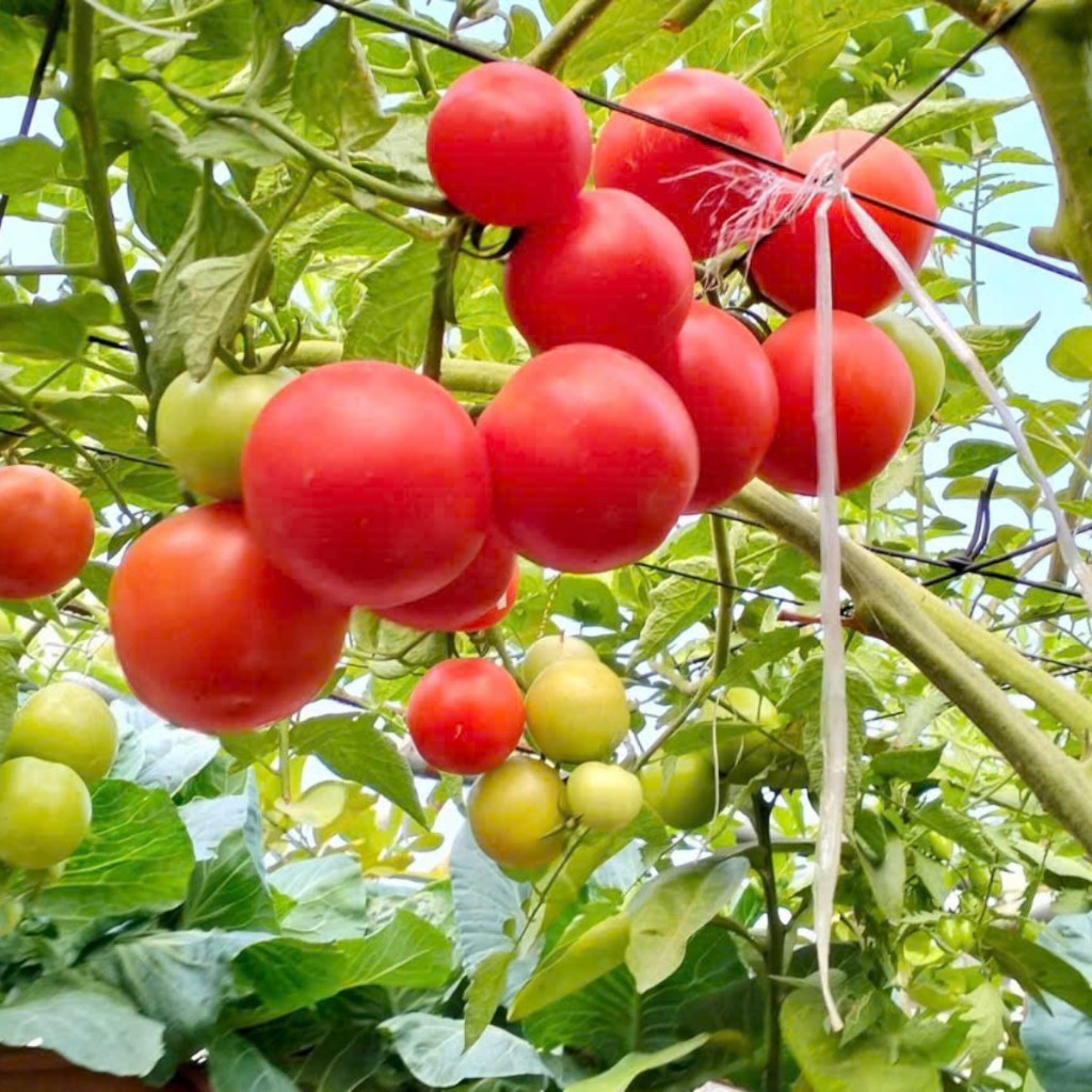 Hạt Giống Cà Chua Cao Sản | Quả Đẹp – Năng Suất Vượt Trội – Chịu Nhiệt Tốt