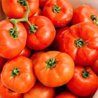 Hạt Giống Cà Chua Cao Sản | Quả Đẹp – Năng Suất Vượt Trội – Chịu Nhiệt Tốt