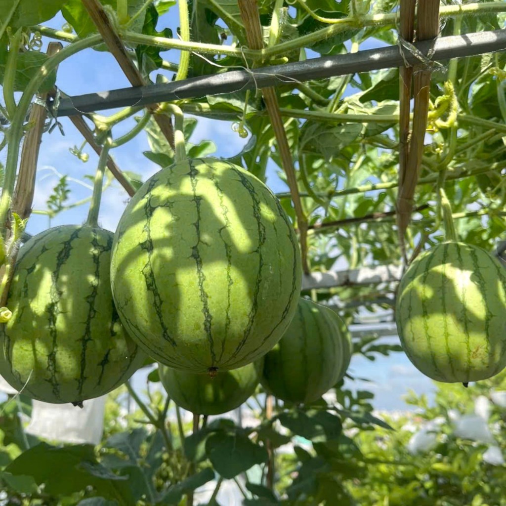 Hạt Giống Dưa Hấu Táo Baby | Thu Hoạch Sau 60–70 Ngày