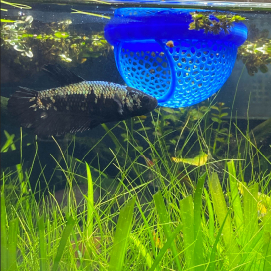 Lồng trú ẩn cho cá betta lia thia cũng có thể dùng cho cá 7 màu, molly, cá kiếm