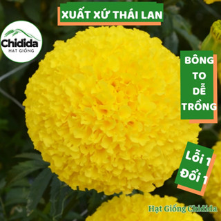  Hạt giống hoa vạn thọ vàng Thái Lan bông to hoa trồng tết cúc vạn thọ chuẩn F1 Hạt giống Chidida 