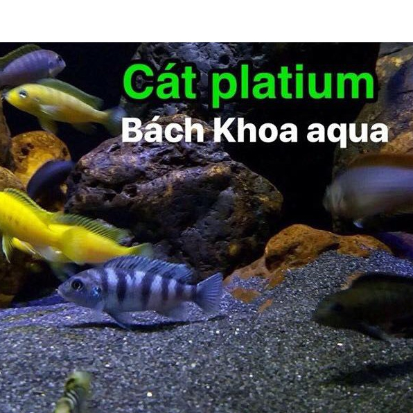 Cát đen Platinum trang trí bể cá cảnh – Đẹp bền, không ảnh hưởng nước