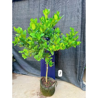 giống Cây chanh vàng mỹ nguyên bản gốc to đẹp cây chuẩn bị ra hoa