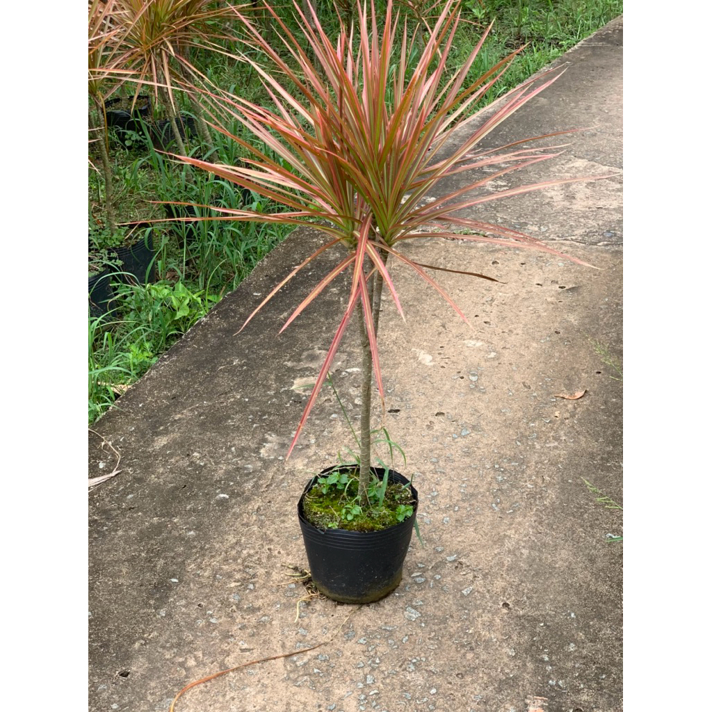 Chậu mềm Huyết Kiếm - Hồng Phát Tài Đỏ - Trang trí sân nắng - Annie Garden
