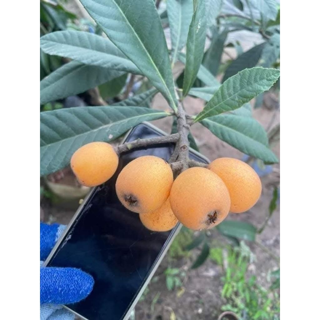 Cây giống Nhót Nhật ( Biwa Nhật Bản )  cho quả quanh năm