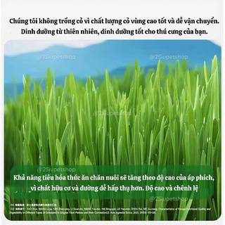 Mài Răng Que Kẹo Cỏ Yee