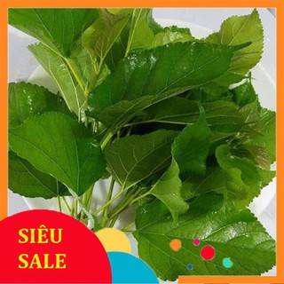 hỏa tốc (TP HCM)Lá Dâu Tằm tươi 1kg cây nhà trồng hàng có sẵn