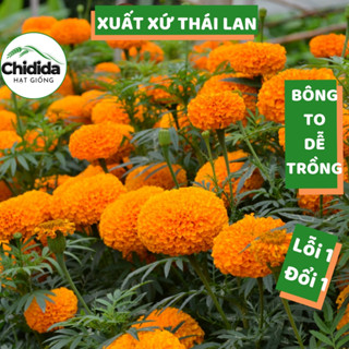  Hạt giống hoa vạn thọ cam Thái Lan bông to hạt cúc vạn thọ F1 trồng tết Hạt giống Chidida 