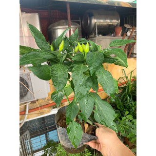 cây ớt đang ra quả