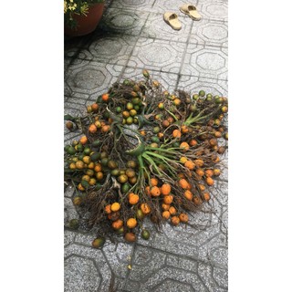 5KG Cau vàng làm thuoc, ươm giống ,ngâm ruou,lấy hạt , đặt hàng nhắn shop tư vấn trước nhé