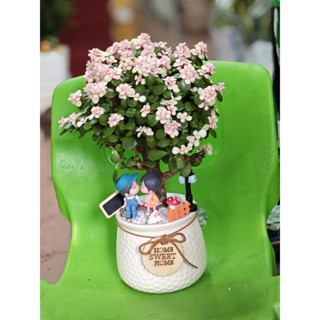  Chậu cây Sen đá đô la Hồng xinh xắn quà tặng decor trang trí độc đáo 