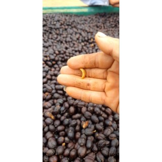 Cà phê nhân chưa rang sơ chế chất lượng cao