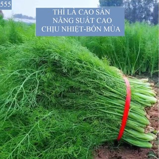 Hạt Giống Thì Là – Dễ Trồng, Lá Xanh Mướt, Hương Thơm Đặc Trưng