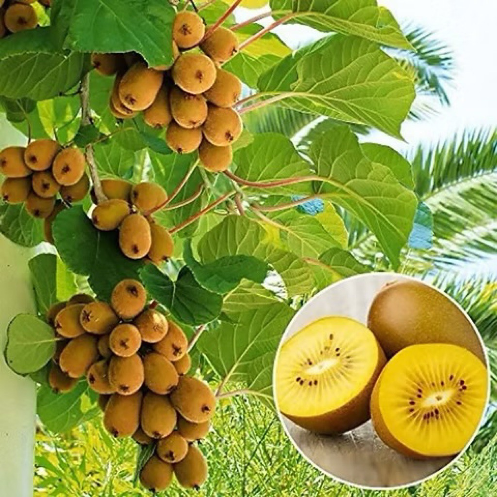 Cây giống Kiwi Vàng, Xanh