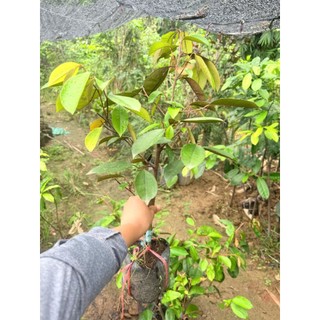 vú sữa mica, vú sữa lò rèn  (cây giống ghép)